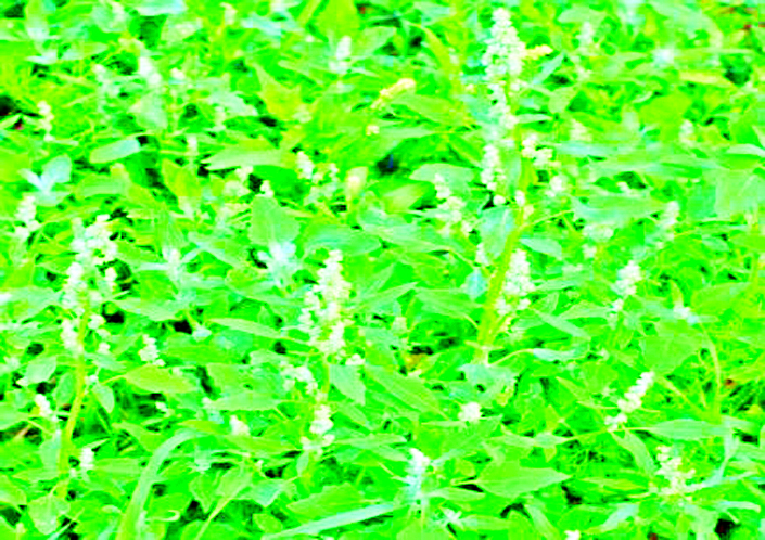 ဆောင်းပါး