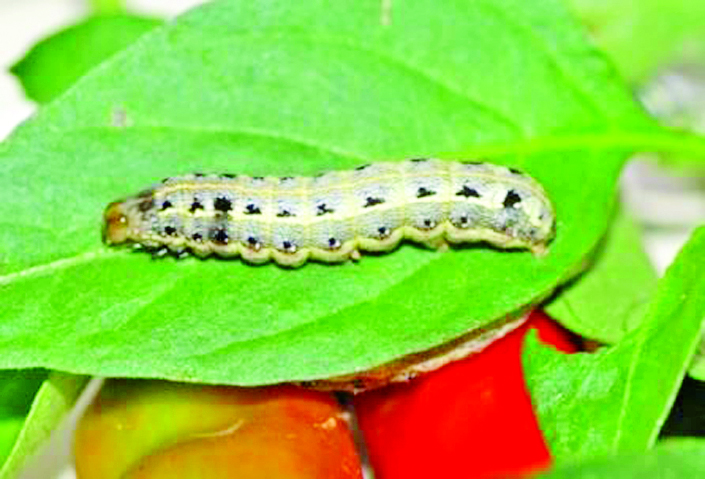 ဆောင်းပါး