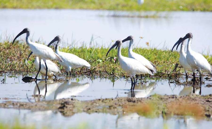 ဆောင်းခိုငှက်တို့ဝင်ရောက်ချိန် ကာကွယ်ထိန်းသိမ်းရန်လို