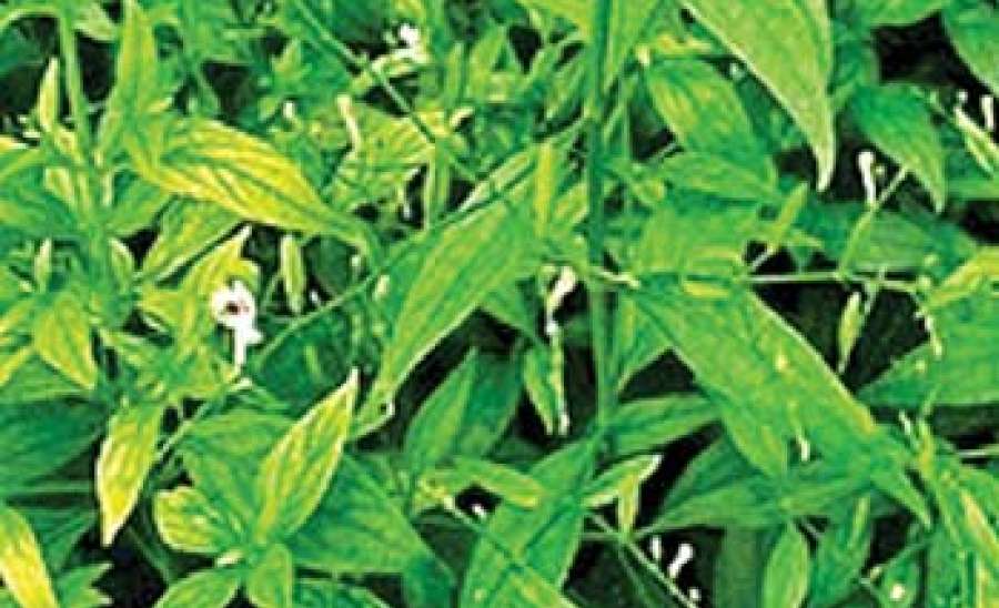 ကျန်းမာရေး