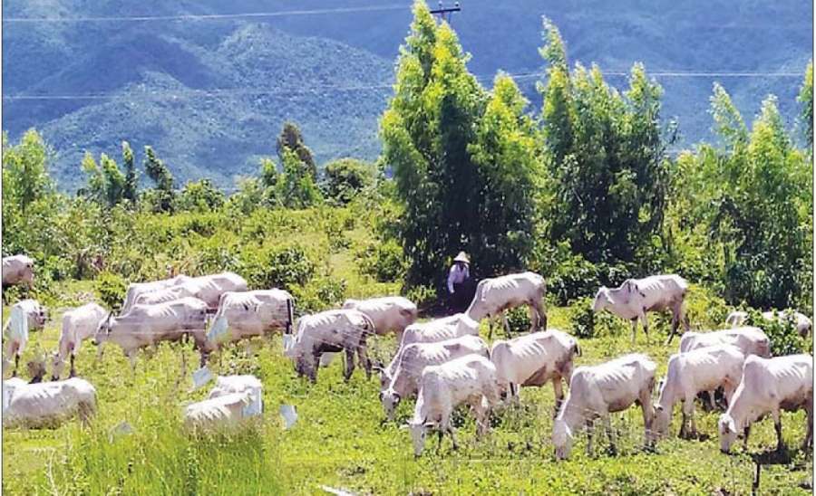 မွေးမြူရေး