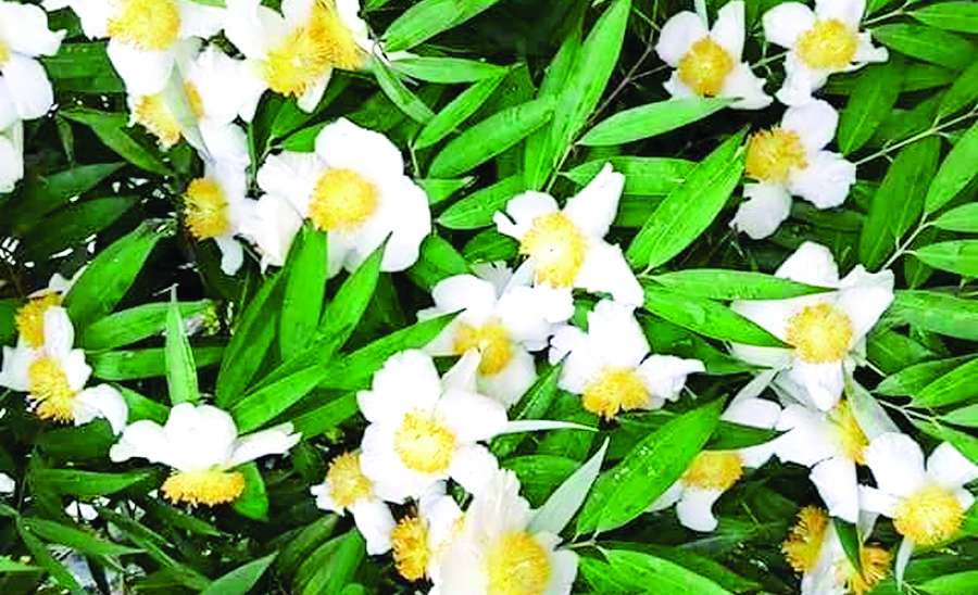 မိဿရာသီခါသင်္ကြန်နှင့် တော်ဝင်ပန်းကံ့ကော်