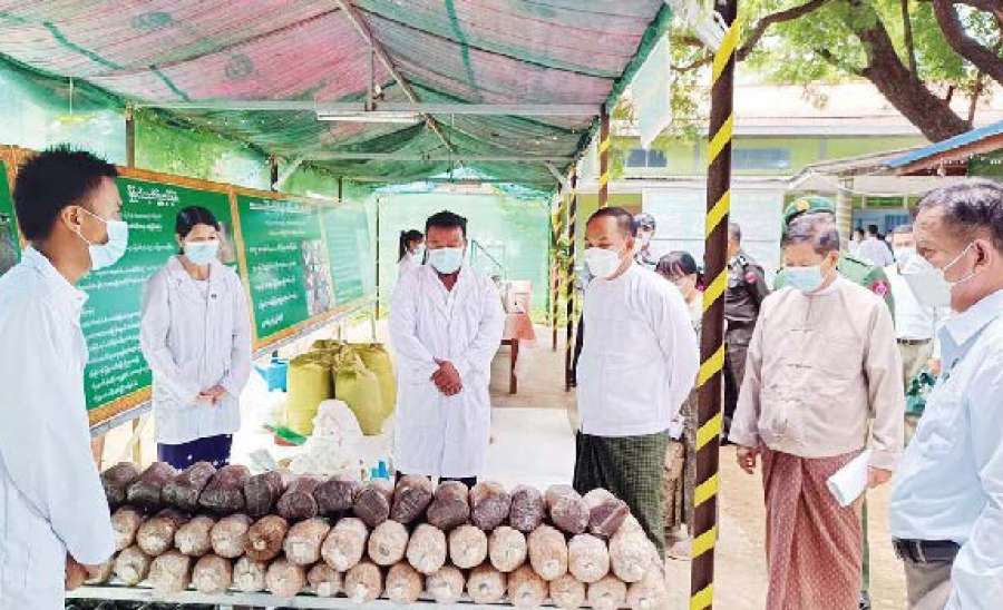 မှိုမျိုးစုံ တစ်ပိုင်တစ်နိုင် စိုက်ပျိုးခြင်းမှ စီးပွားဖြစ် စိုက်ပျိုးကြစေရေး ကြိုးပမ်းဆောင်ရွက်
