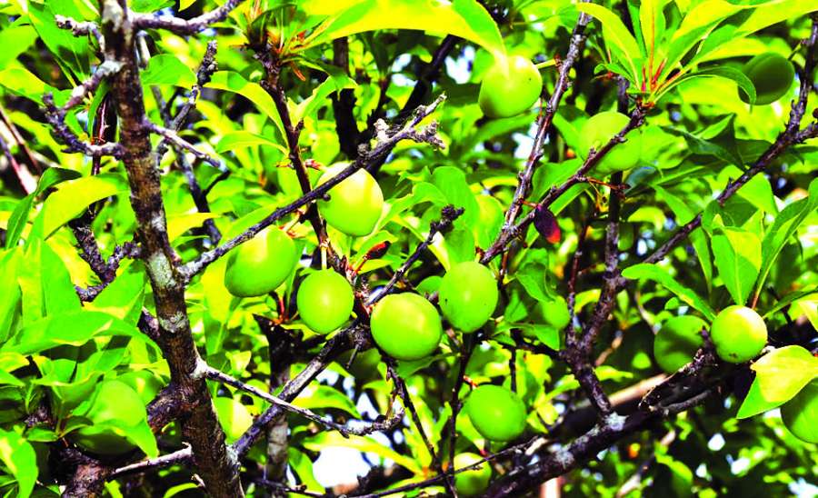 ဆောင်းပါး