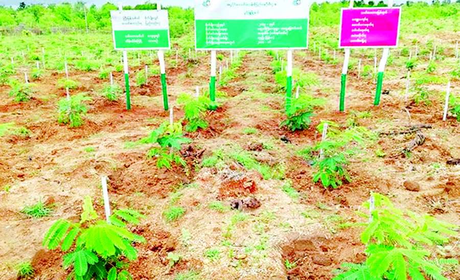 ဥတုရာသီညီမျှဖို့ သစ်ပင်စိုက်ပျိုးကြပါစို့ 