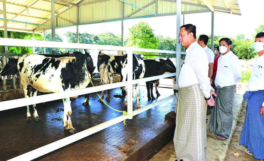 တို့အားများ အပေးအယူ မျှတလို့ နို့စားနွား မွေးမြူသူ သမဝါယမ ဖွဲ့ကြစို့