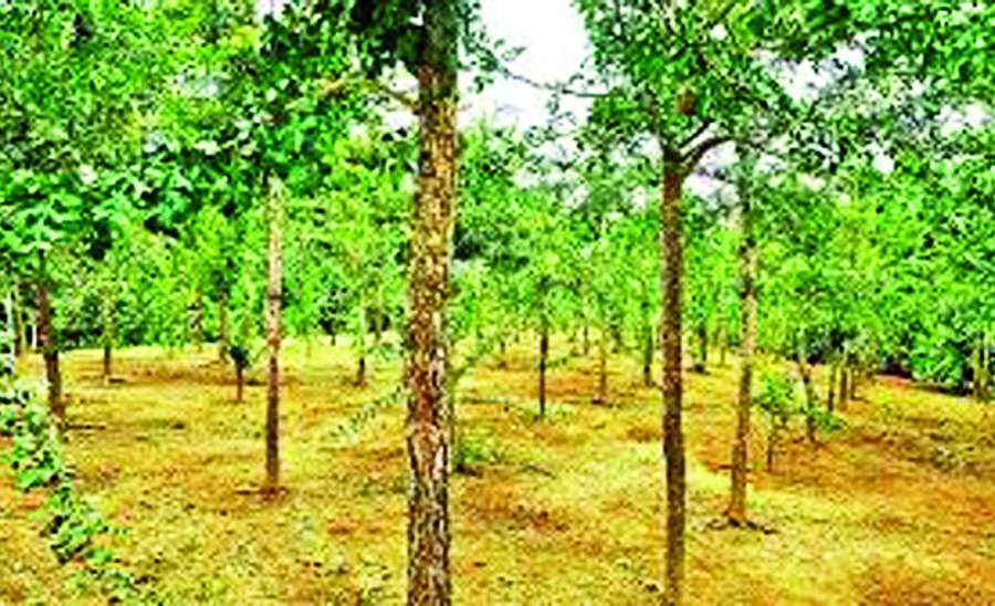 ဆောင်းပါး