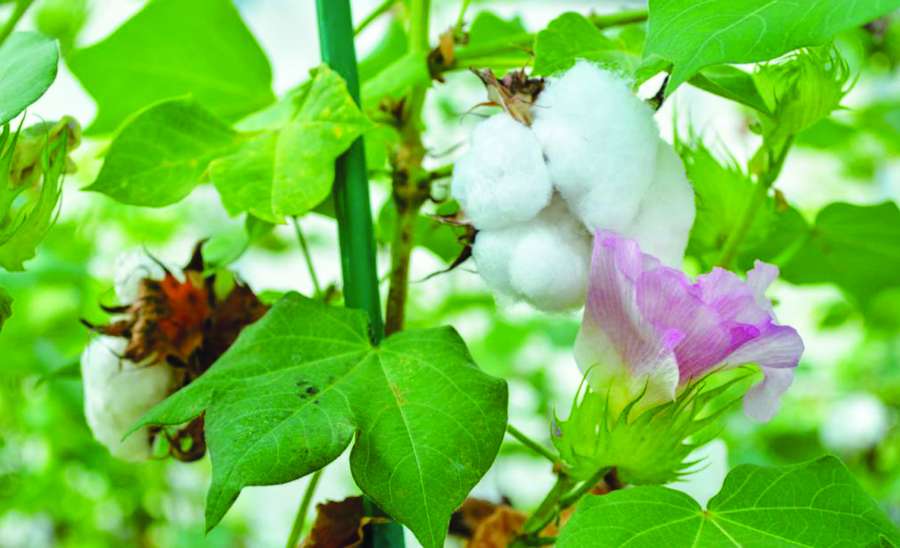 ဆောင်းပါး