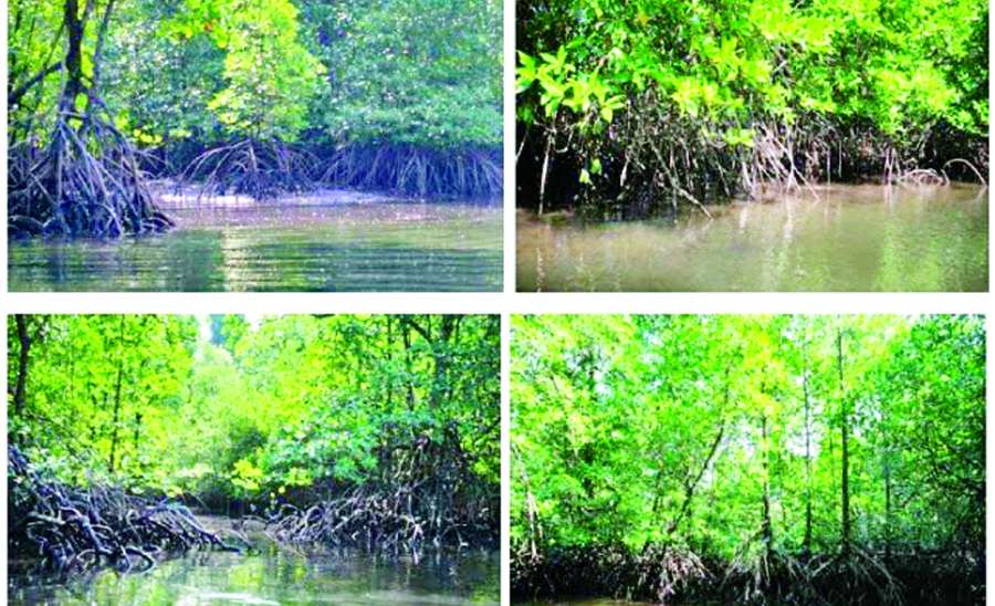 ဆောင်းပါး