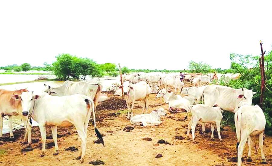 သဘာဝဘေးဒဏ်ခံကာလအတွင်း ကျွဲ၊ နွား၊ သိုးနှင့် ဆိတ်များကို အာဟာရ ဘယ်လိုဖြည့်တင်းပေးသင့်လဲ