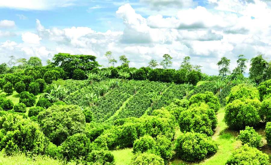 စားရေရိက္ခာဖူလုံဖို့ သစ်တောများကို ထိန်းသိမ်းစို့