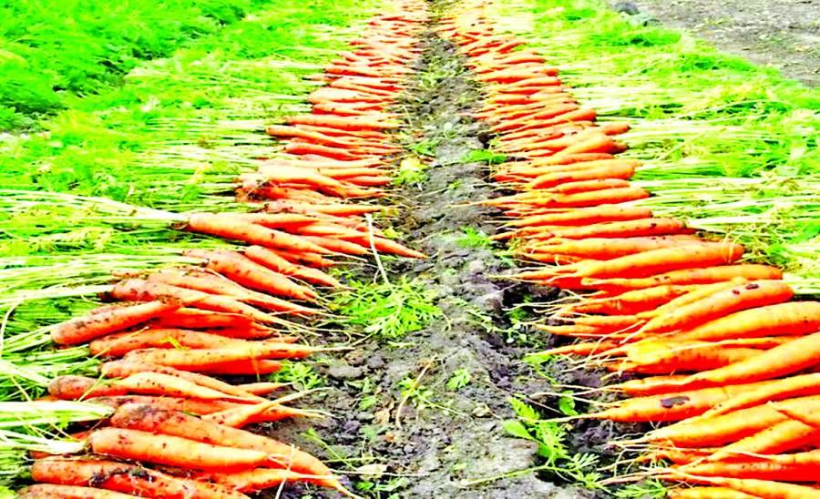 ဆောင်းပါး