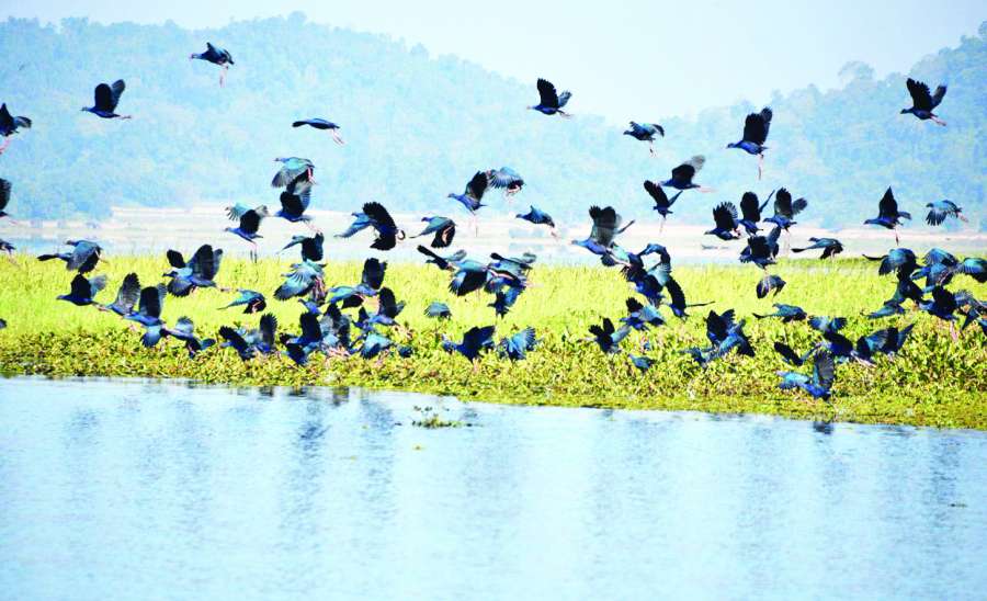 ဆောင်းပါး