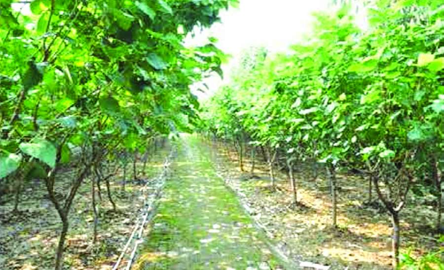 ဆောင်းပါး