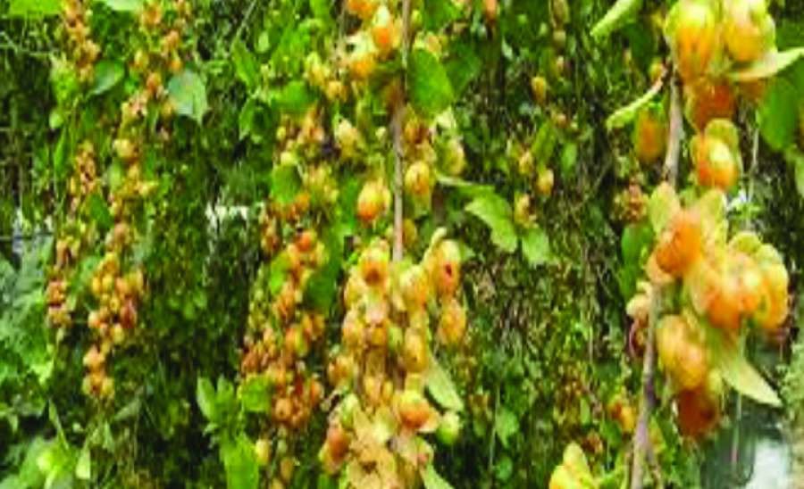 ဆောင်းပါး