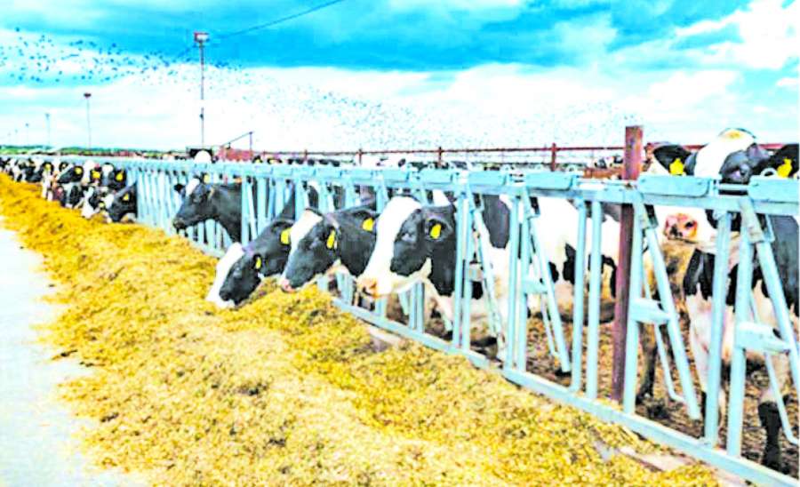 ဆောင်းပါး