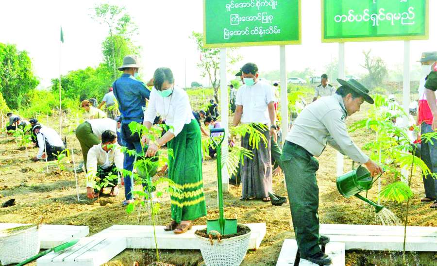 တစ်သက်လုံးစိတ်ချမ်းသာဖို့ သစ်ပင်စိုက်ကြစို့