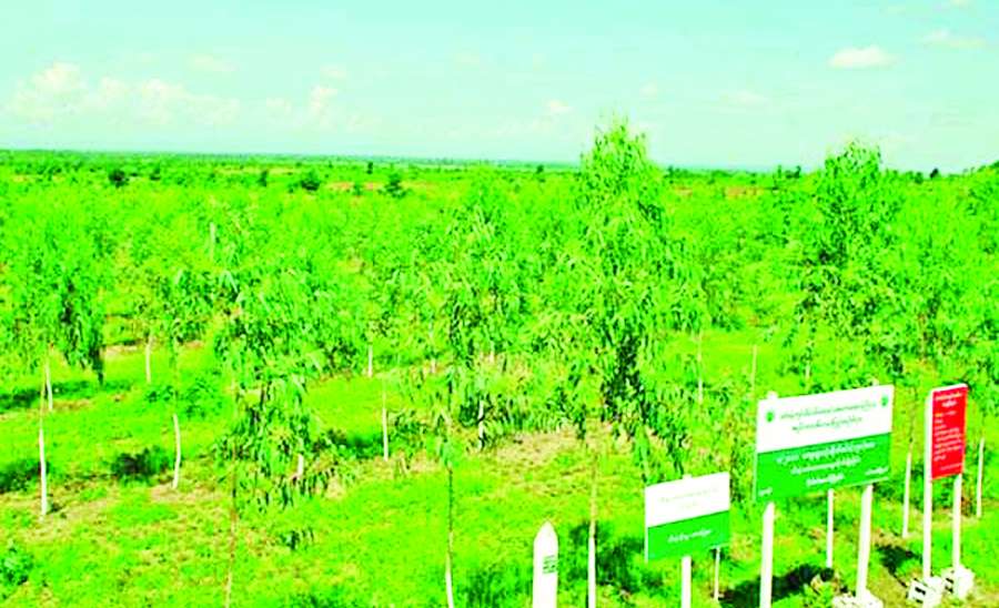 သစ်ပင်စိုက်ပျိုးခြင်းဖြင့် အနာဂတ်ကို စောင့်ရှောက်ကြပါစို့