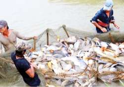 မွေးမြူရေး