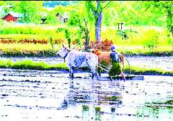 ဆောင်းပါး