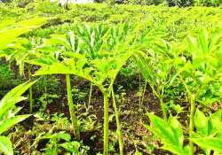 ဆောင်းပါး