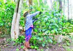 ဆောင်းပါး