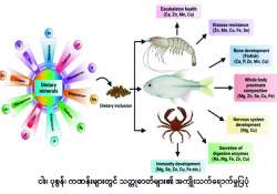 ဆောင်းပါး