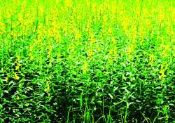 ဆောင်းပါး