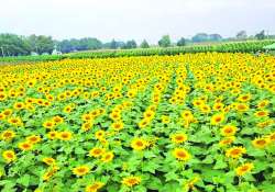 သီးနှံအထွက်နှုန်း မလျော့နည်းစေဖို့ ပေါင်းကို ကာကွယ်နှိမ်နင်းစို့