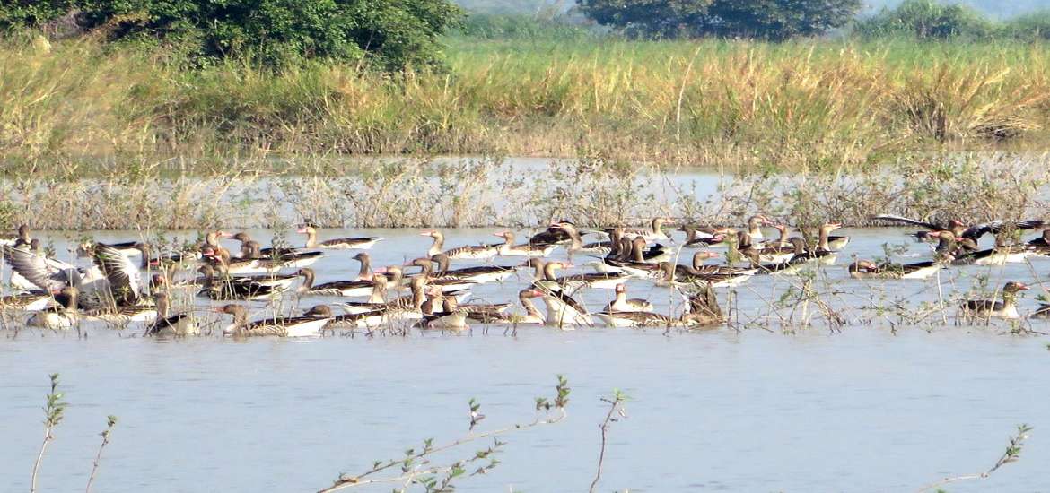 ဆောင်းပါး