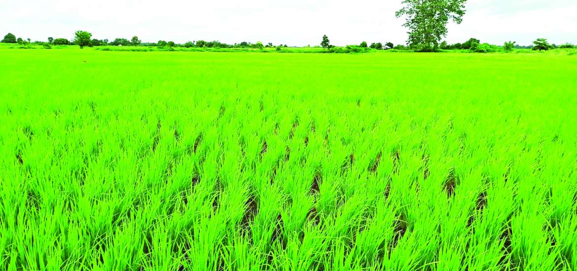 ဆောင်းပါး