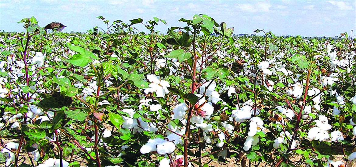 ဆောင်းပါး