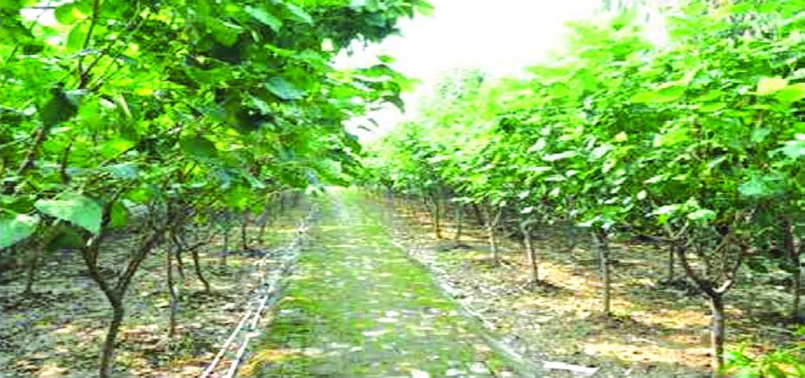 ဆောင်းပါး