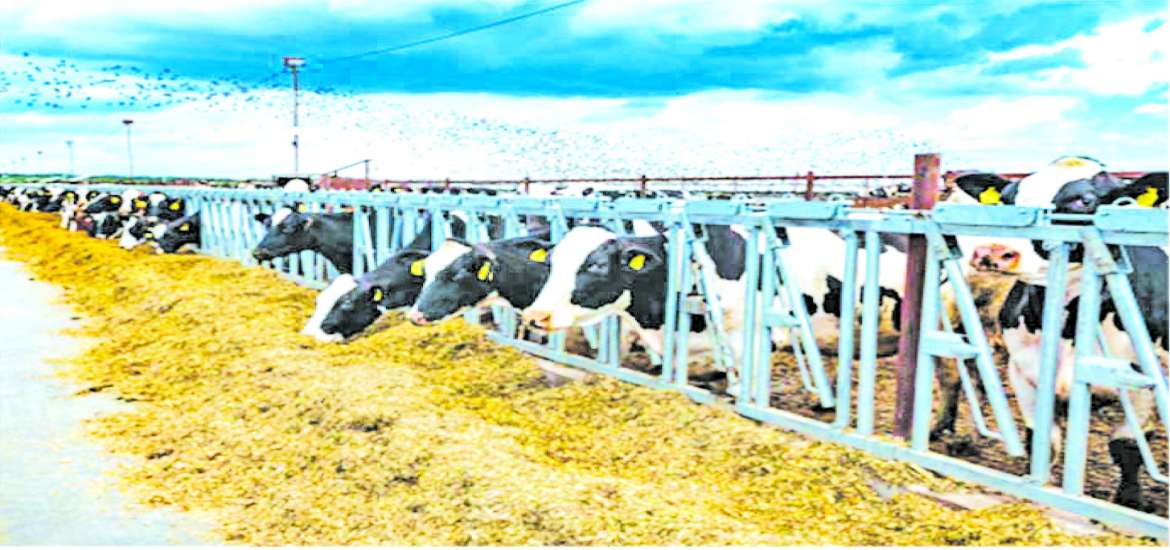 ဆောင်းပါး